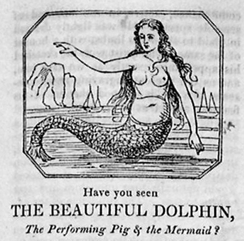 The Beautiful Dolphin